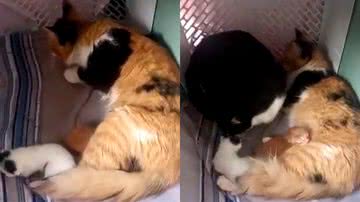 Reprodução/TikTok @karolinecavoli