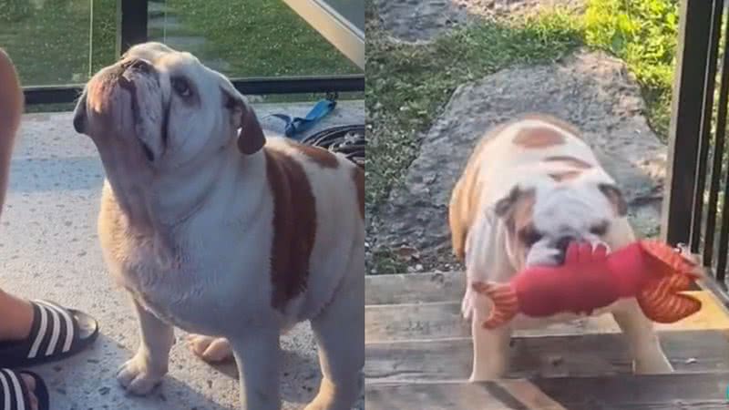 Reprodução/TikTok @goose_the_bully