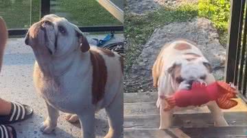 Reprodução/TikTok @goose_the_bully