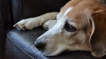 Reprodução/Pixabay