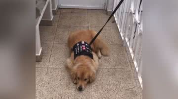 Reprodução/Instagram @max_happy_golden