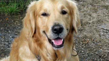 Ilustrativa / Pixabay