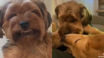 Reprodução/TikTok @carolmiiiranda