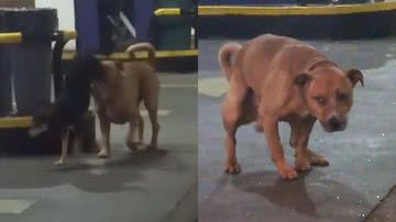 Reprodução/TikTok @jakapunmeetum