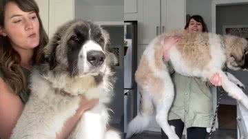 Reprodução/Youtube/CatersVideo