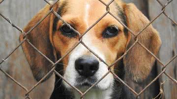 Reprodução/Pixabay