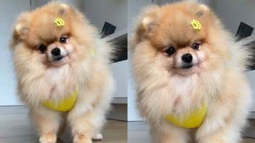 Reprodução/TikTok @humanaeralf