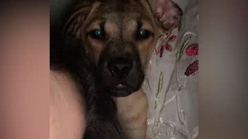 Reprodução/TikTok @carolissss.v