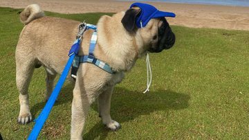 Reprodução/Instagram (@ap0l0pug)