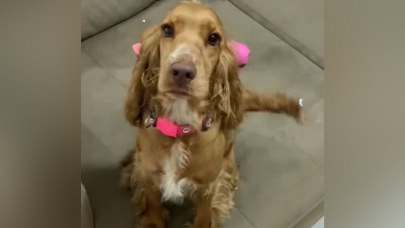 Reprodução/TikTok @nalathexplorer