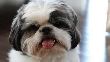 Reprodução/Pixabay