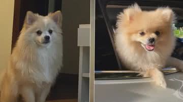 Reprodução/TV Globo