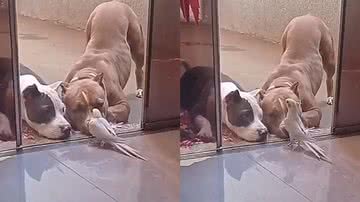 Reprodução/TikTok @shelbyezulema