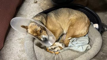 Reprodução / Facebook / Dra. Courtney Katsur