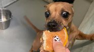 Divulgação / Humane Society of Lebanon County