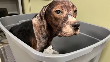 Divulgação / Stray Rescue of St. Louis