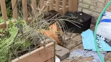 Divulgação /  Stray Rescue of St. Louis