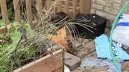 Divulgação /  Stray Rescue of St. Louis