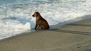 Reprodução / Redes Sociais