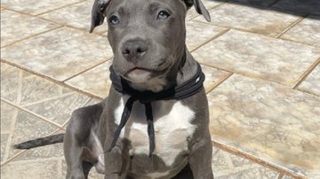 Reprodução / Instagram @dom.amstaffy