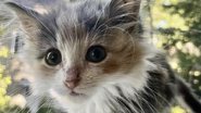 Divulgação / Detroit Community Cat Rescue