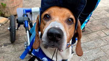 Divulgação/Projeto Cãodeirante