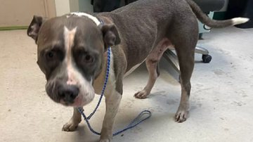 Divulgação / Gabinete do Xerife do Condado de Highlands