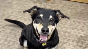 Divulgação / Whatcom Humane Society