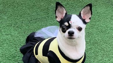 Reprodução / Instagram @amoratrespets