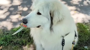 Reprodução / Redes Sociais