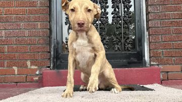 Divulgação / Stray Rescue of St. Louis