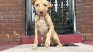 Divulgação / Stray Rescue of St. Louis