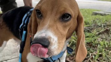 Divulgação / Humane Society of Broward County