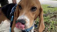 Divulgação / Humane Society of Broward County