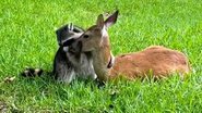 Reprodução / Twitter @raccoons