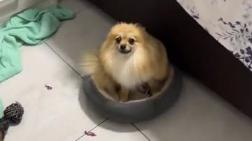 Reprodução / Twitter @repostpets