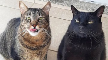 Reprodução / Instagram @miaw.gatos