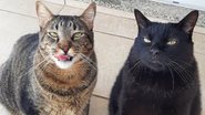 Reprodução / Instagram @miaw.gatos