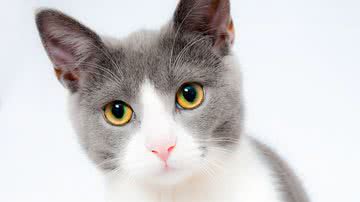 Ilustrativa / Pixabay