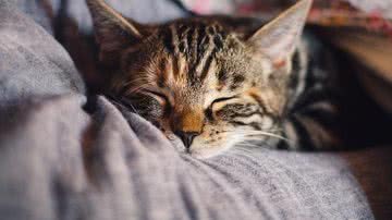 Ilustrativa / Pixabay