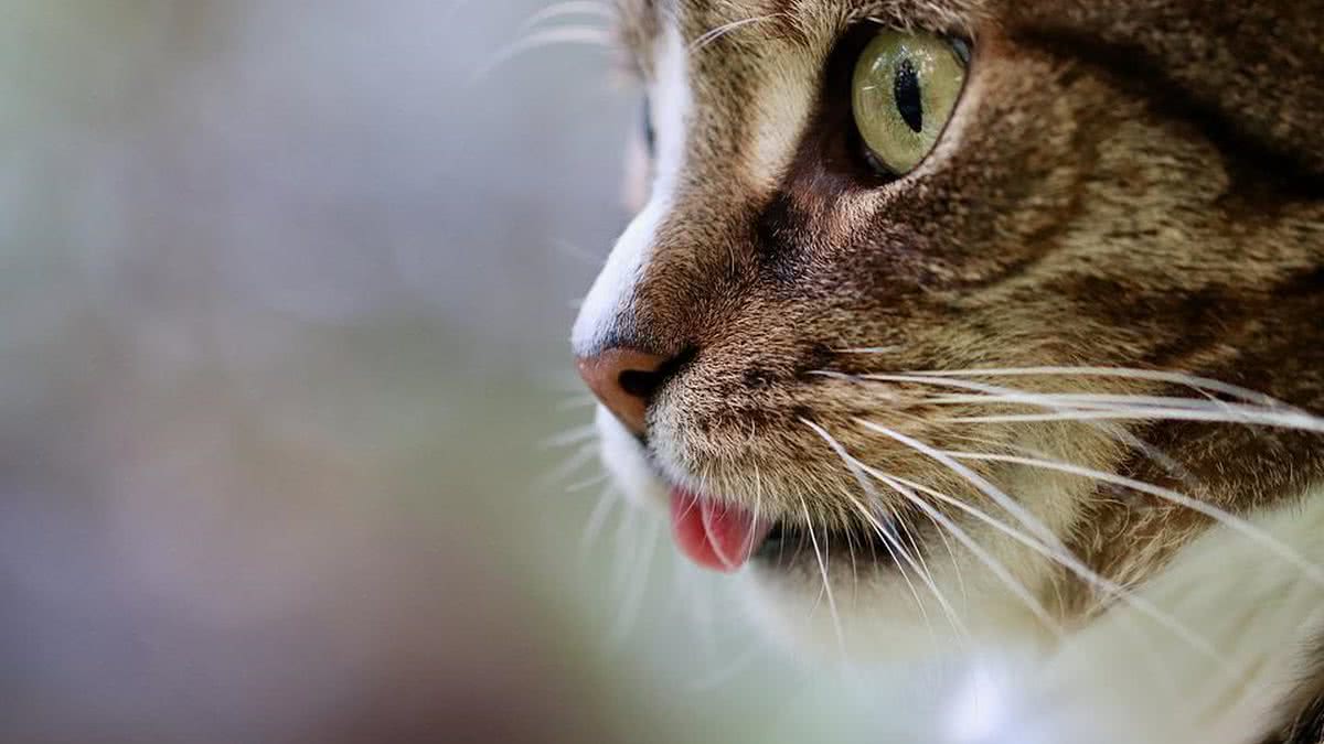 Gato fofo está de pé na mesa em casa, amizade de foco seletivo suave e jogos  com animais de estimação