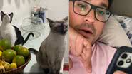 Reprodução/TikTok @xaneejerome