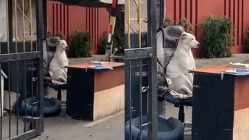 Reprodução/TikTok @pieradelcampo_