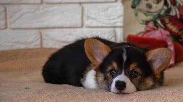 Ilustrativa / Pixabay