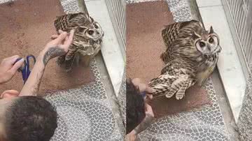 Reprodução/TikTok @alessandraferre6926