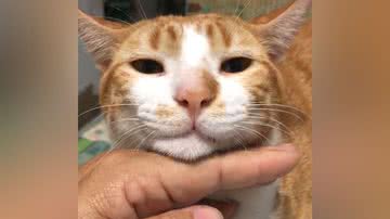 Reprodução/TikTok @zacaemeuri