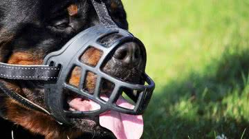 Ilustrativa / Pixabay