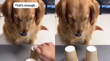 Reprodução / Twitter @Yoda4ever