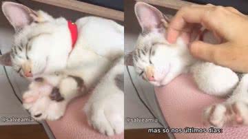 Reprodução / TikTok @salveamia