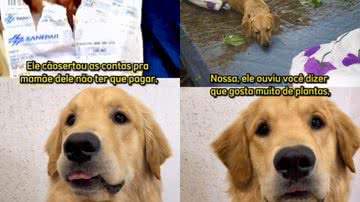 Reprodução / TikTok @hiroeoslobinhos